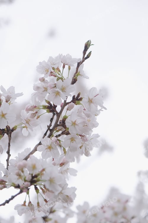 Preview: Cherry or sakura blossoms and blue sky, view from below