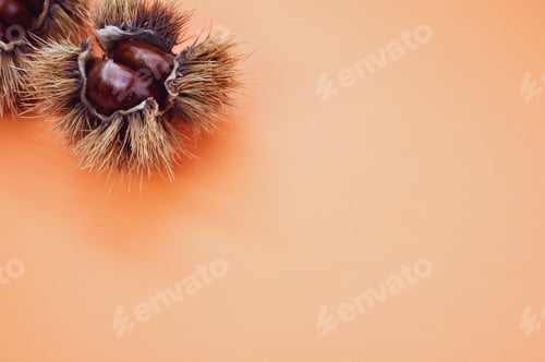 Preview: Closeup shot of sweet chestnuts in a shell on orange background
