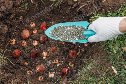 Preview: top dressing with granular fertilizer for spring bulbous plants when planting