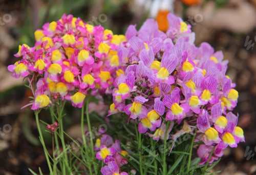 Preview: Colorful small flowers at garden