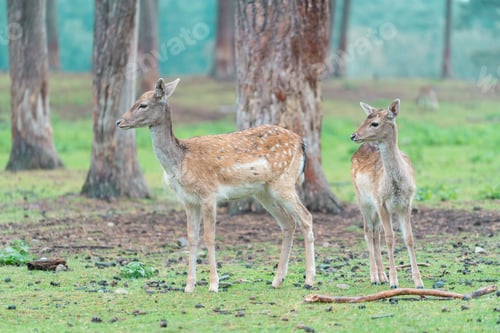 Preview: Photo of two young female deers looking away standing in a natural park forest