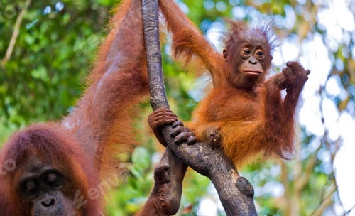 Preview: Orangutan, Tanjung Puting National Park, Borneo