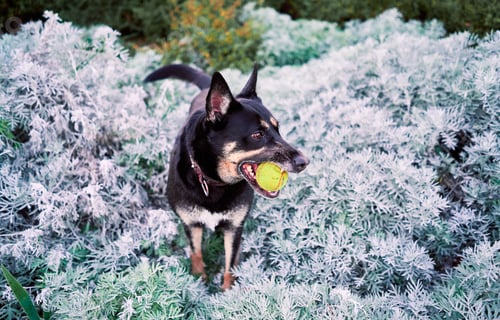 Preview: Dog in the park, with a tennis ball in his mouth
