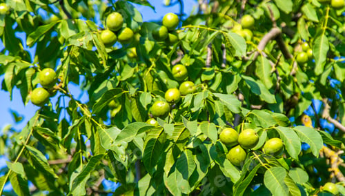 Preview: Green walnuts on the tree. Selective focus.
