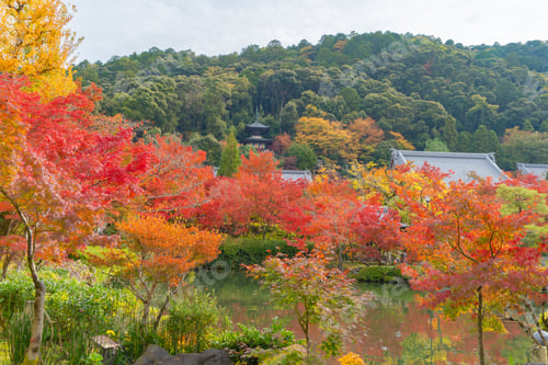 Preview: Red maple leaves or fall foliage in colorful autumn season, Yamanashi. Five lakes. Trees in Japan