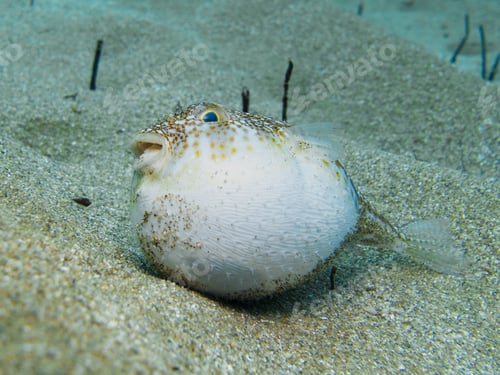 Preview: Inflated pufferfish lying on its side