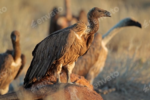Preview: Scavenging white-backed vultures