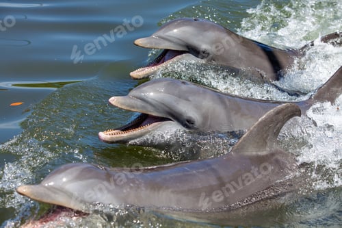 Preview: Three dolphins float in sea water ...