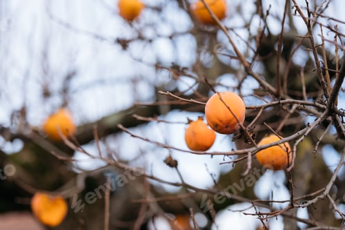 Preview: Tree branches with persimmon fruit in late autumn.