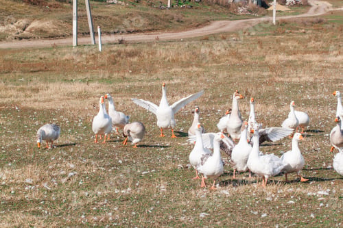 Preview: Group of geese in the barnyard