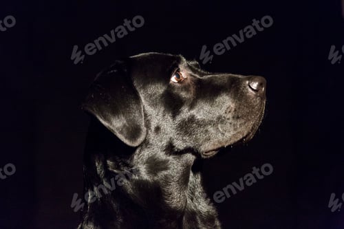 Preview: dog portrait on black background. Beautiful black labrador with a bow tie
