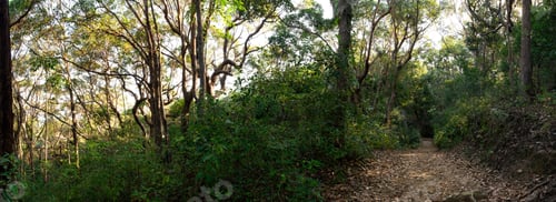 Preview: Panoramic View of Forest Path at Daytime on Summer in Noosa National Park. Nature Concept
