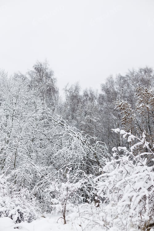 Preview: Beautiful snowy woods scenery. Trees covered in snow, frosty winter park landscape. Winter wallpaper