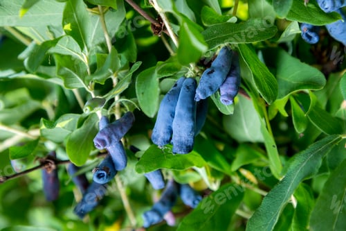 Preview: Honeysuckle branch with blue ripe berries.