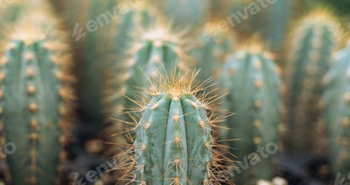 Preview: Prickly cacti macro background