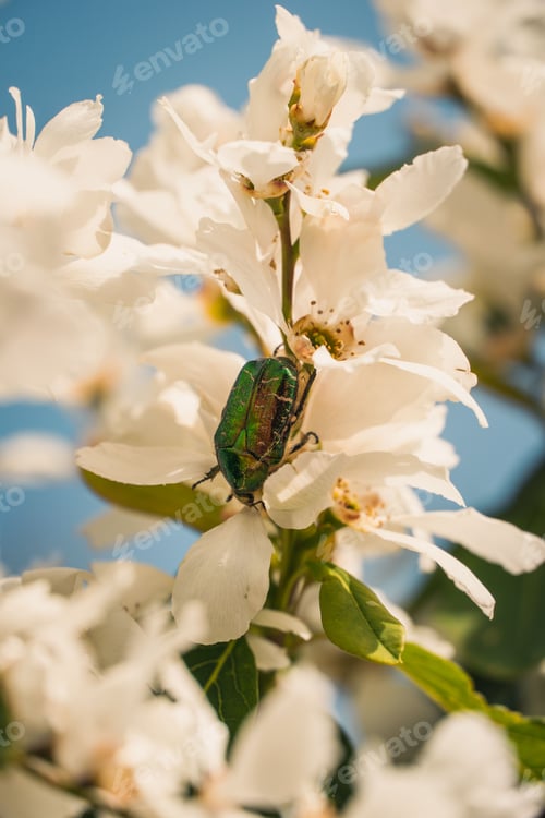 Preview: a green beetle sits on a white flower in front of a blue sky