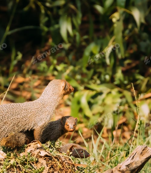 Preview: Goa, India. Three Indian Grey Mongoose Sitting On Stump In Sunny Day
