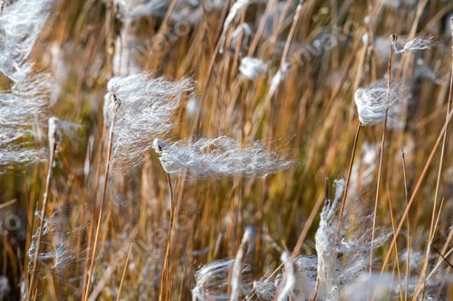 Preview: Stipa capillata or Feather grass, steppe grass, close-up photo.
