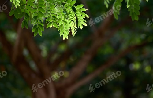 Preview: green leaves in the forest