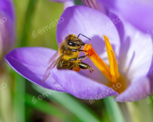 Preview: Bee at a purple crocus flower blossom