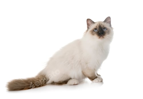 Preview: birman kitten in studio