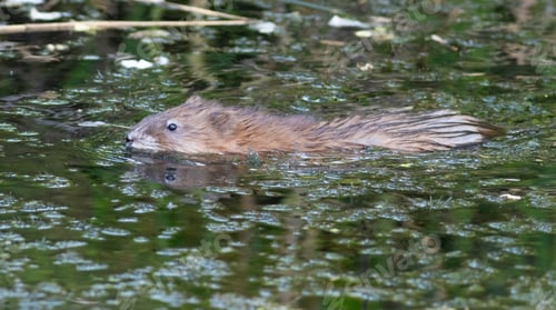 Preview: Muskrat, Ondatra zibethicus. An animal floating in a small river