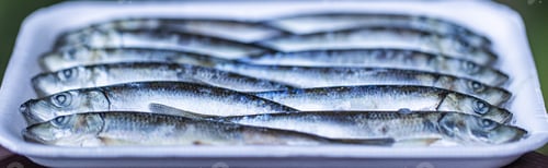 Preview: Herring bait fish frozen together used to catch salmon and other seafood
