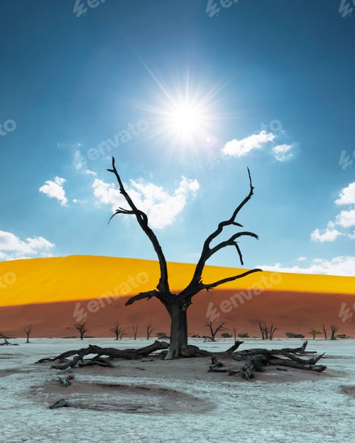 Preview: Dead Camelthorn Trees at sunrise