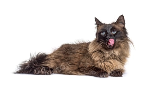 Preview: Lying down Crossbreed cat licking its self