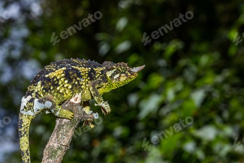 Preview: Kenya Small Insects Macro Animals Fauna Plants Flowers Vegatations Field