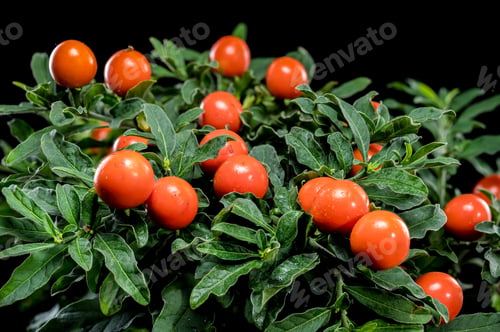 Preview: Vibrant Orange Jerusalem cherry Berries on black background