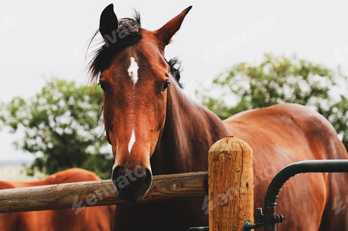 Preview: Beautiful shot of a brown horse staring at the camera