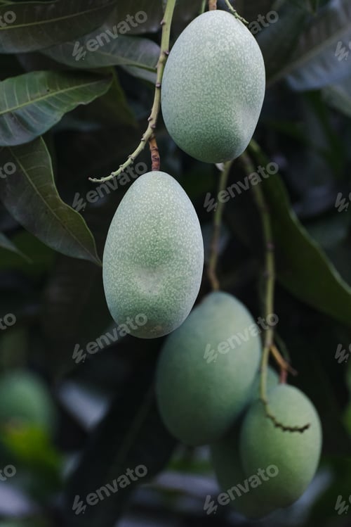 Preview: Close-up of Unripe Green Mangoes Hanging on Tree