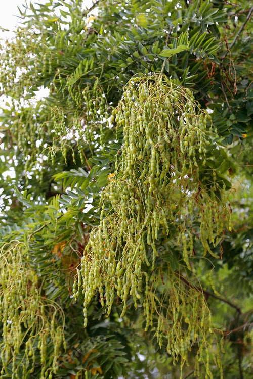 Preview: Styphnolobium japonicum or Sophora japonica with fruits