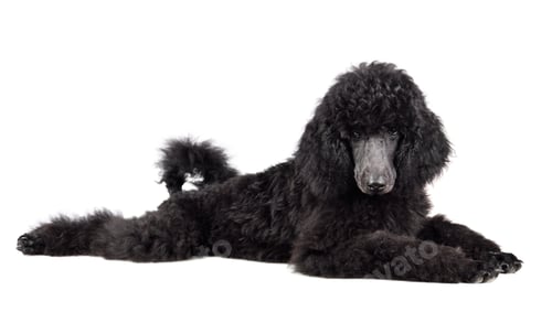 Preview: Puppy of black poodle
