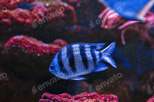 Vista previa: Underwater shot of fish Abudefduf saxatilis