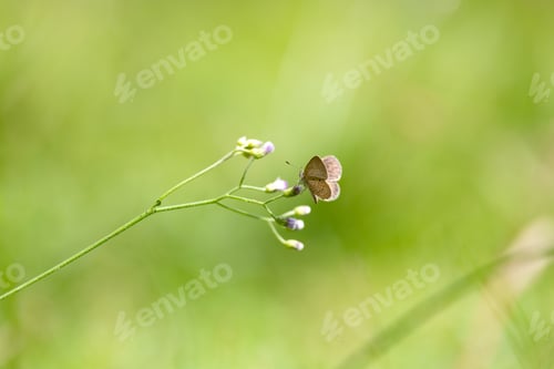 Preview: Butterfly on green leaf, nature blur background. Copy space.