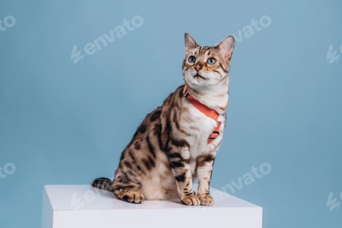 Preview: In the studio with white cube. Beautiful Bengal cat against a light blue background