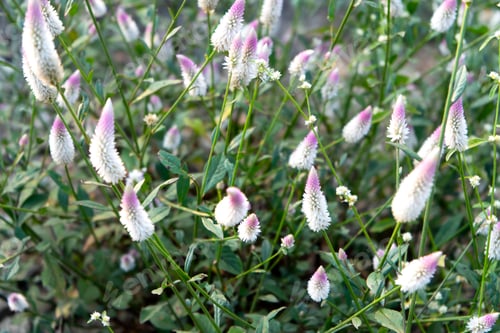 Preview: Wild flowers in meadow