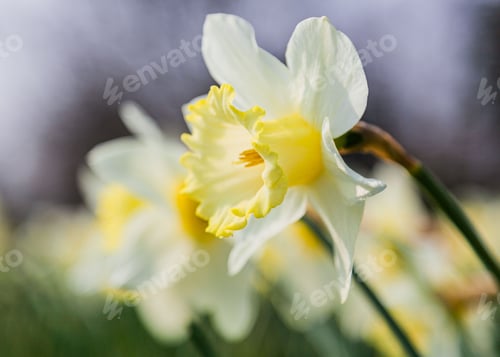 Preview: Closeup of yellow jonquil daffodil flowers