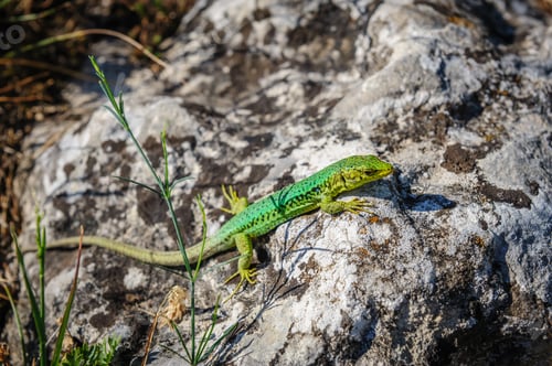 Preview: green lizard on stone