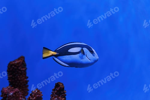 Preview: macro photography underwater paracanthurus hepatus