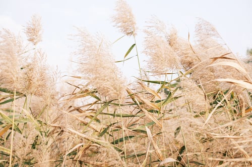 Preview: Brown pampas grass close-up, natural textures and background.