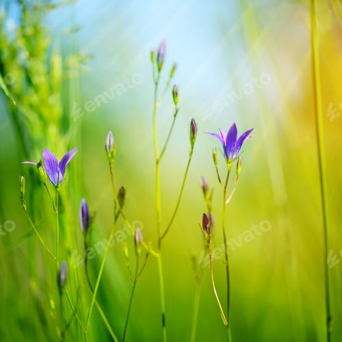 Preview: Campanula flowers (Campanula patula) in green grass. Selective f