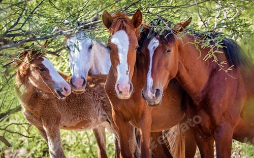 Preview: Closeup of Herd of Four Wild Horses
