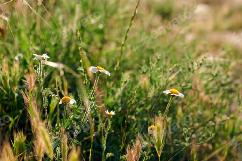 Preview: Daisy flower blooming on the green grass