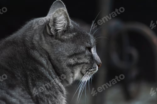 Preview: Cat large head portrait. The view from the side is isolate on a black background.