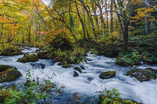 Preview: High angle shot of mossy stones in the foamy river flowing in the forest