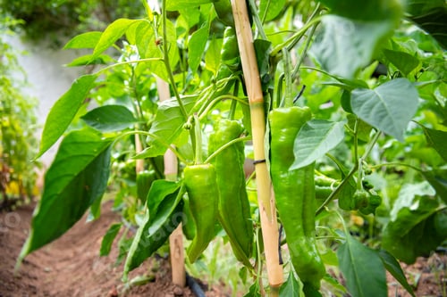 Preview: Capsicum annuum, with the fruit still unripe, in the branch of its plant without collecting