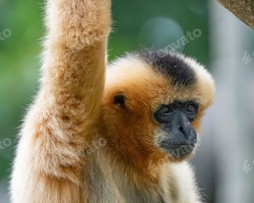 Preview: Closeup of a gibbon monkey hanging on a green tree branch